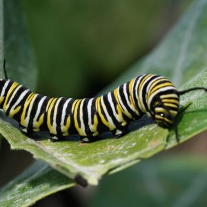 Most People Can’t Answer These Questions from “Who Wants to Be a Millionaire” — Can You? Insecticide