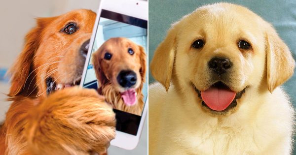 🐶 Your Feelings Toward These Dogs Will Determine Which Breed Is Best for You