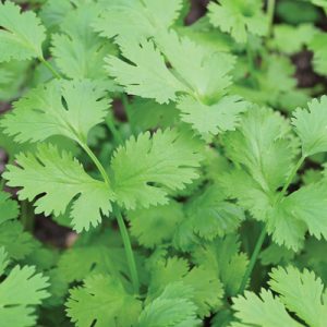 Order Something From Chipotle & We'll Guess Your Age Quiz Cilantro