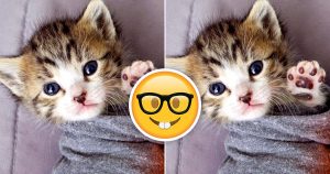 Only People With Perfect Vision Can Spot Differences in… Quiz