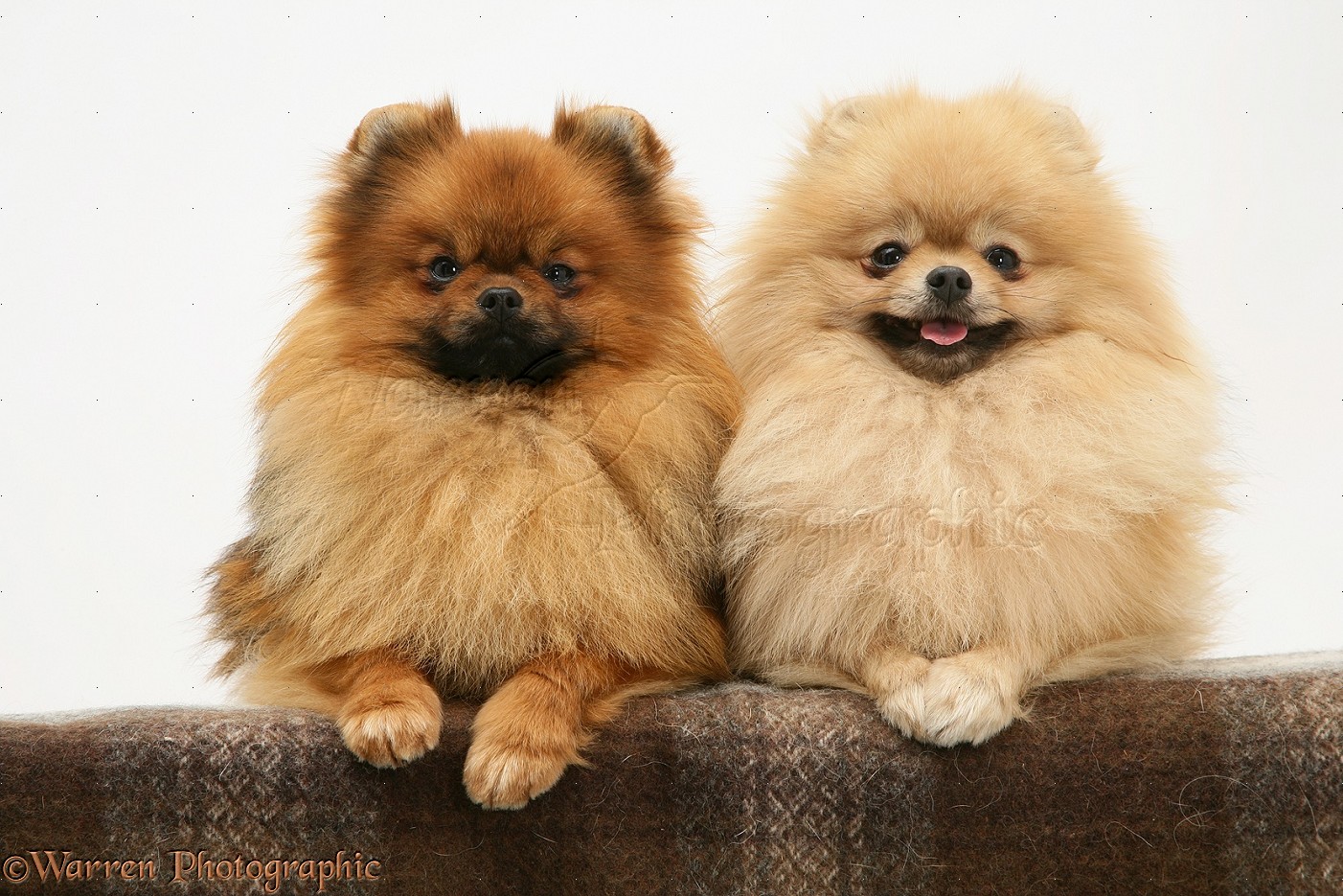 🐶 Choose Some Dogs and We’ll Guess Your Exact Age Two Pomeranians with paws over