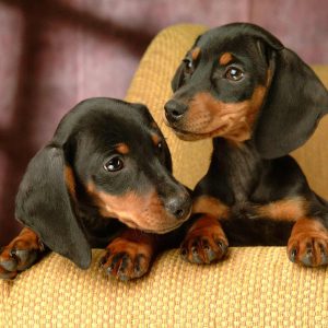 Quiz Questions With Answers Beginning With D Dachshunds