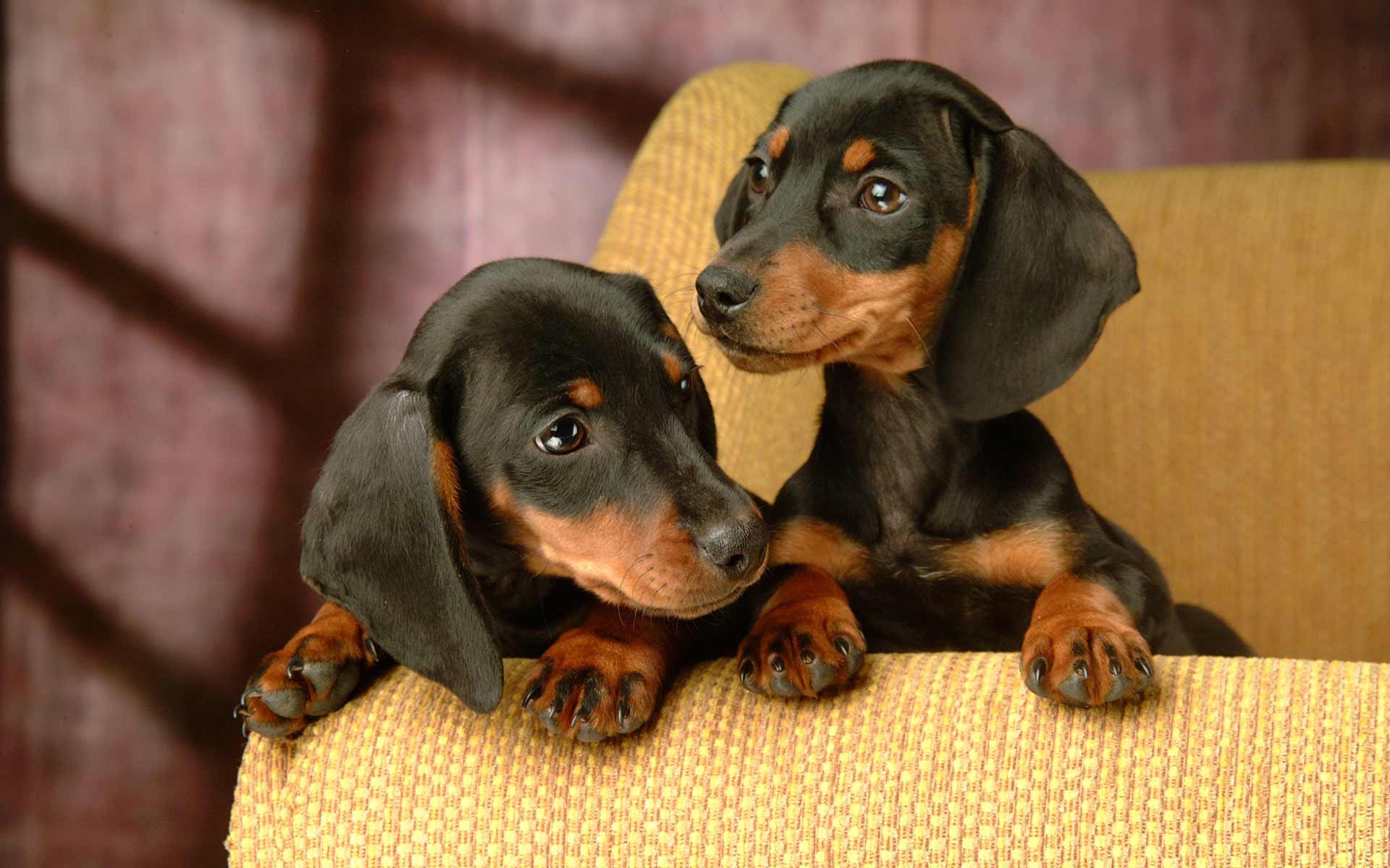 🐶 Choose Some Dogs and We’ll Guess Your Exact Age Dachshunds1