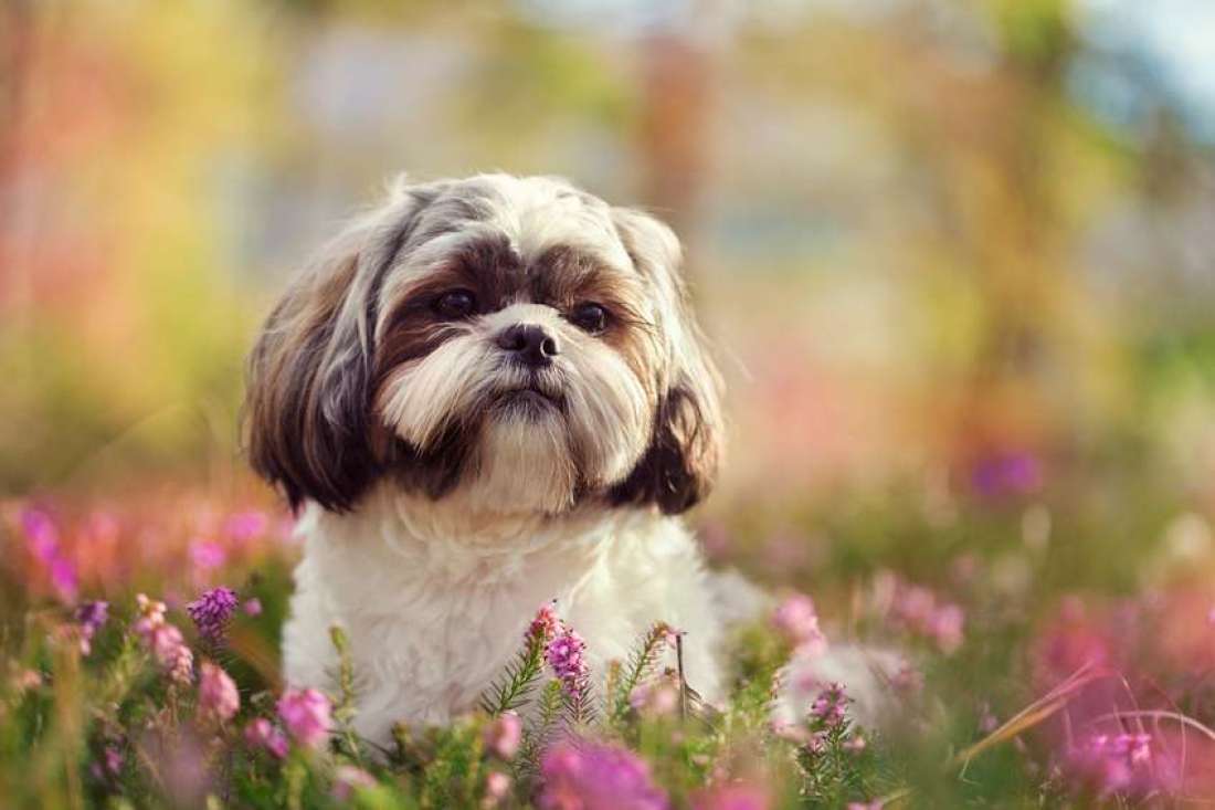🐶 Choose Some Dogs and We’ll Guess Your Exact Age Shih Tzu