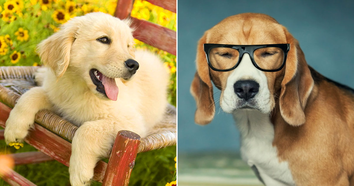 🐶 Choose Some Dogs and We’ll Guess Your Exact Age