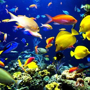 Honestly, It Would Surprise Me If Anyone Can Score 18 On This Random Knowledge Quiz Fish