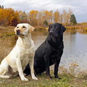 Did You Know We Can Guess Your ⭐ Zodiac Element Simply Based on Your Answers to These Questions? Labrador Retriever