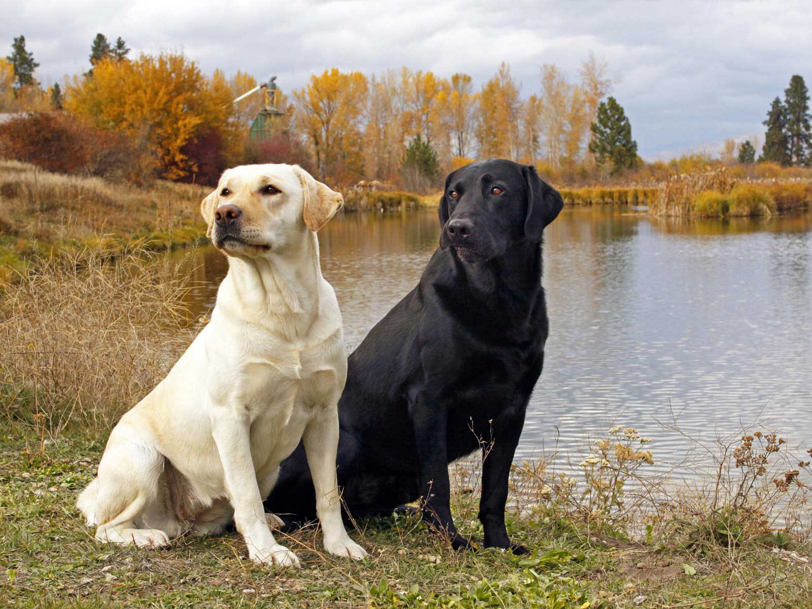 Only the Biggest Dog Lovers Can Identify All 20 of These Breeds 🐾 — Can You? Labrador Retriever