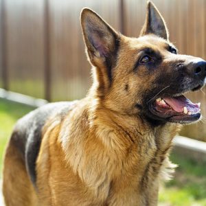 Can You Pass This “Jeopardy!” Trivia Quiz About Animals? What is a German Shepherd?