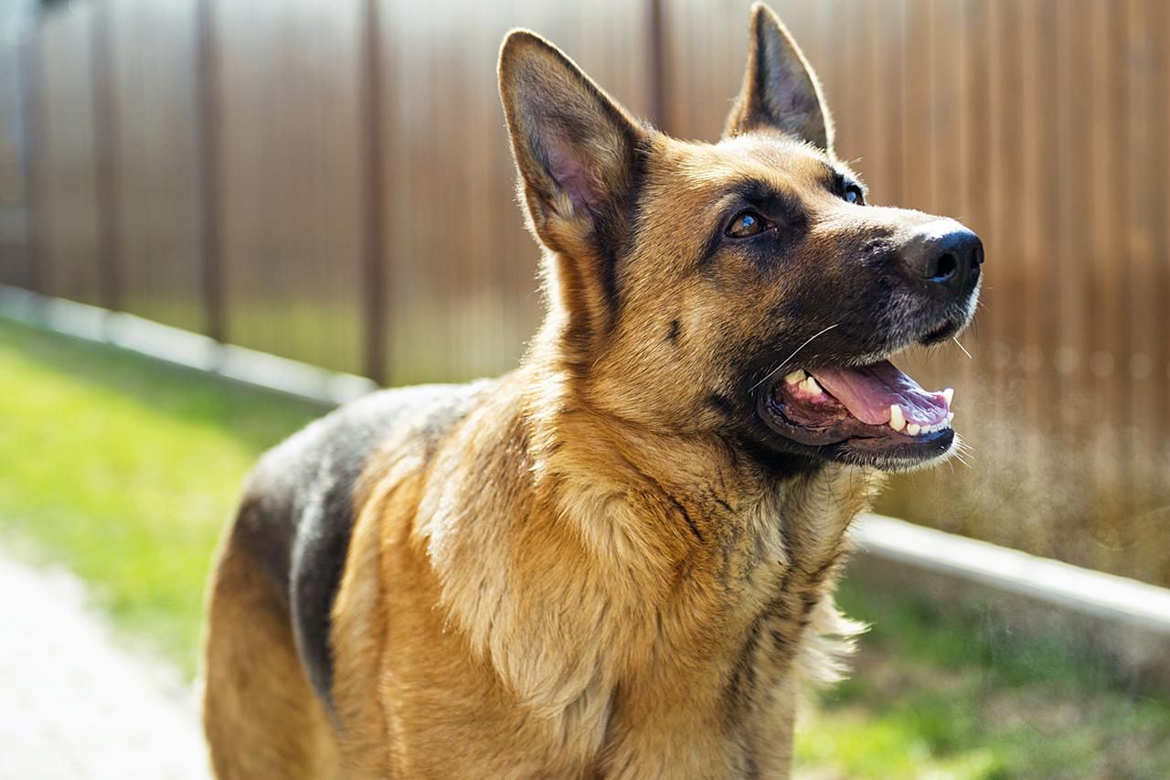 You got: German Shepherd! Plan a Trip to Canada and We’ll Reveal Which Dog Breed Suits You the Best