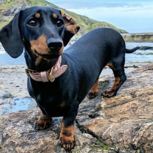 Alphabet Animals Pet Quiz Dachshund