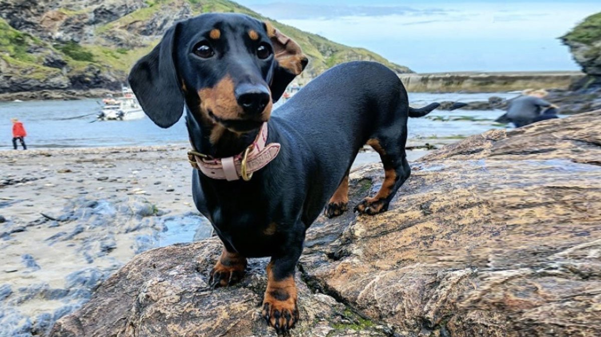 You got: Dachshund! 🐶 Your Feelings Toward These Dogs Will Determine Which Breed Is Best for You