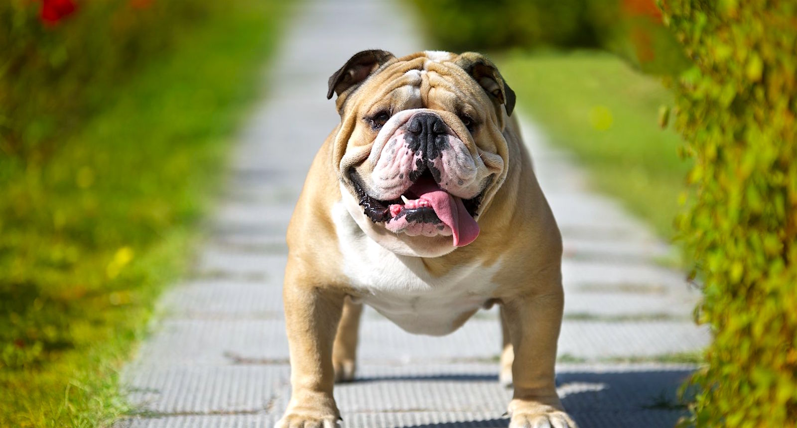 Only the Biggest Dog Lovers Can Identify All 20 of These Breeds 🐾 — Can You? English bulldog