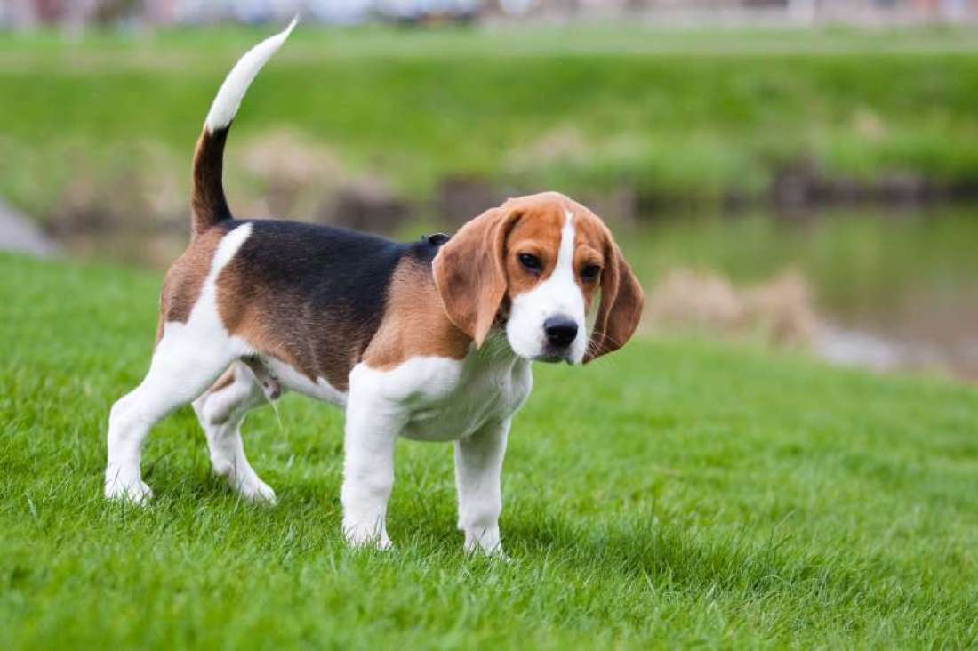You got: Beagle! 🐶 Your Feelings Toward These Dogs Will Determine Which Breed Is Best for You
