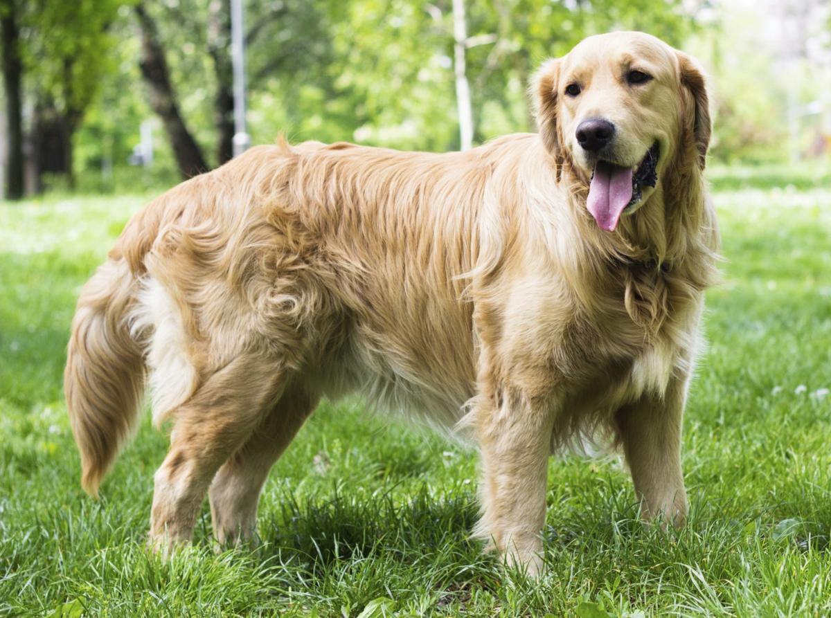 Your Feelings Toward Dogs Will Reveal Which Breed Is Be… Quiz 623