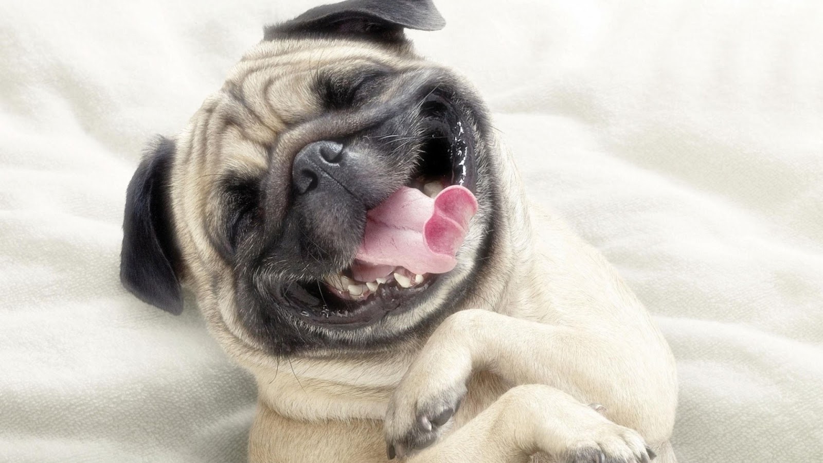 Your Feelings Toward Dogs Will Reveal Which Breed Is Be… Quiz 1222