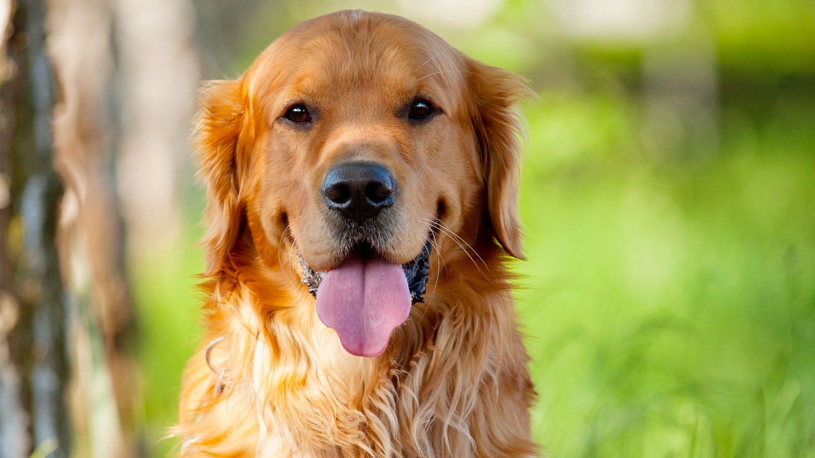 Your Feelings Toward Dogs Will Reveal Which Breed Is Be… Quiz 1519