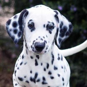🐕 Build a Dog and We’ll Guess What You Look Like Spots