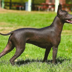 Alphabet Animals Pet Quiz Xoloitzcuintle (Mexican hairless dog)