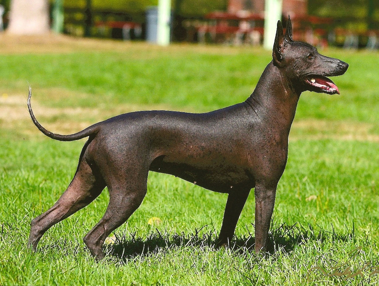 🐕 Build a Dog and We’ll Guess What You Look Like Xoloitzcuintle