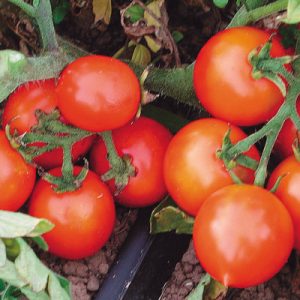🥘 What’s Your Personality Type? Make a Dinner to Find Out Cherry tomatoes
