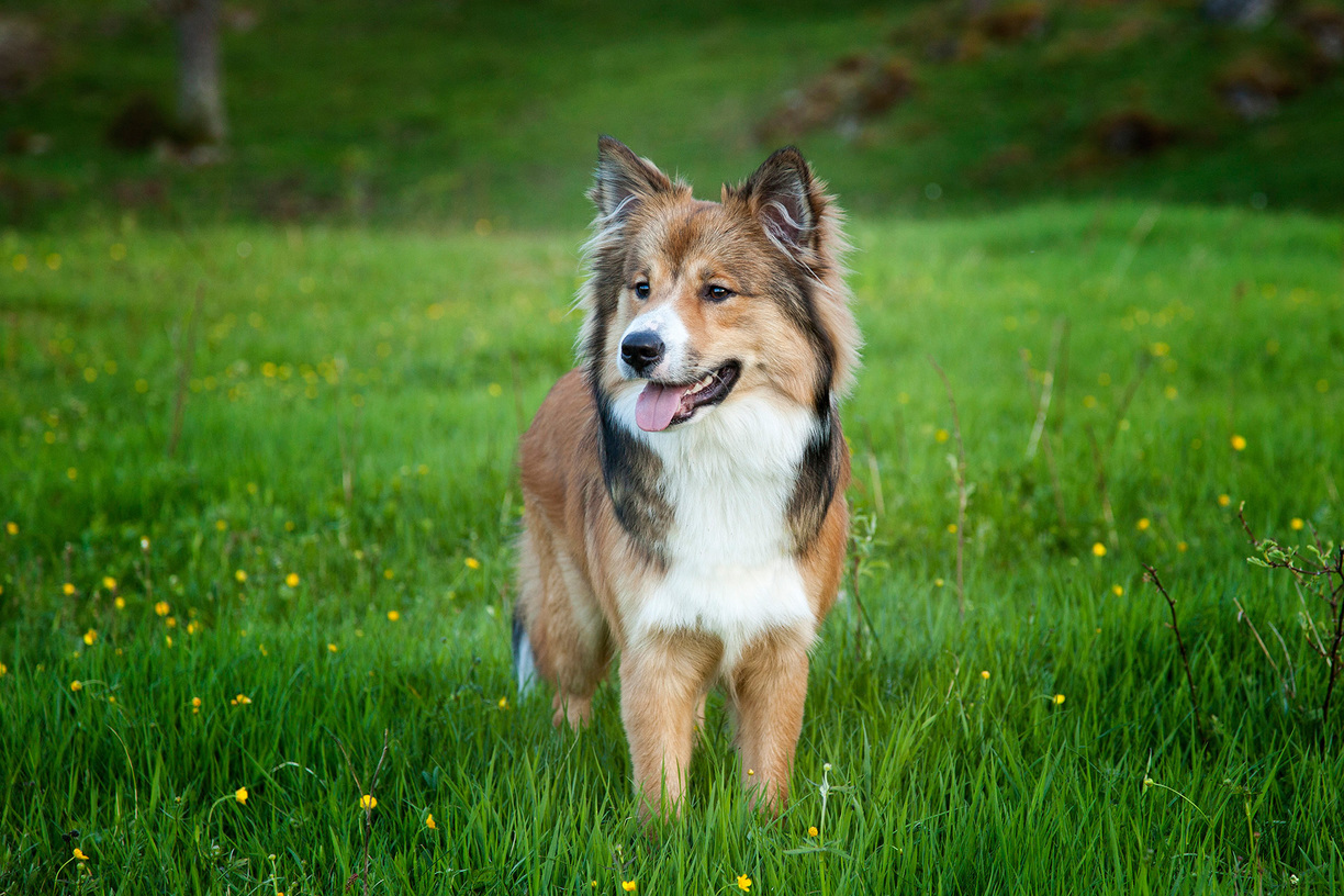 🐕 Only a Dog Person Can Score 15/18 on This Quiz Icelandic Sheepdog