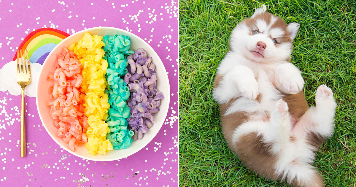 🌈 Eat a Meal of Rainbow Food, Salad and Yogurt and We’ll Tell You Which Puppy You Should Adopt 🐶