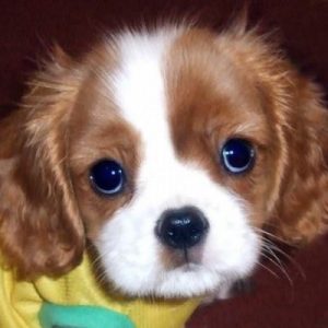 🐕 Only a Dog Person Can Score 15/18 on This Quiz Eyes