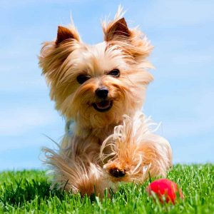 If You Want to Know the Number of 👶🏻 Kids You’ll Have, Choose Some 🐶 Dogs to Find Out Yorkshire Terrier
