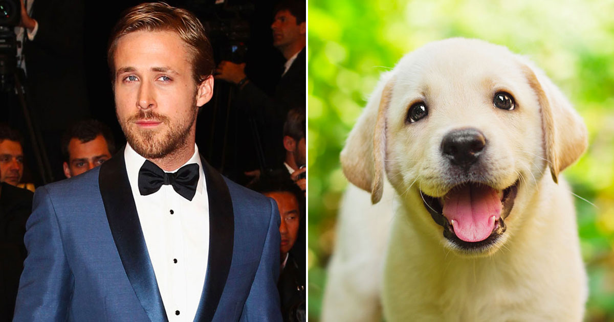 Rate These Guys and We’ll Give You a Cute Puppy to Adopt