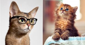 🐈 Only a Cat Person Can Score 12/15 on This Quiz