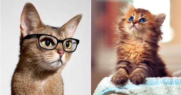 🐈 Only a Cat Person Can Score 12/15 on This Quiz