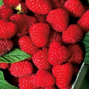 🥯 Order Your Dream Bagel and We’ll Reveal What Age You Will Live to Raspberries