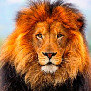 Only Certified Genius Can Score Higher Than 12 On This General Knowledge Quiz Lion
