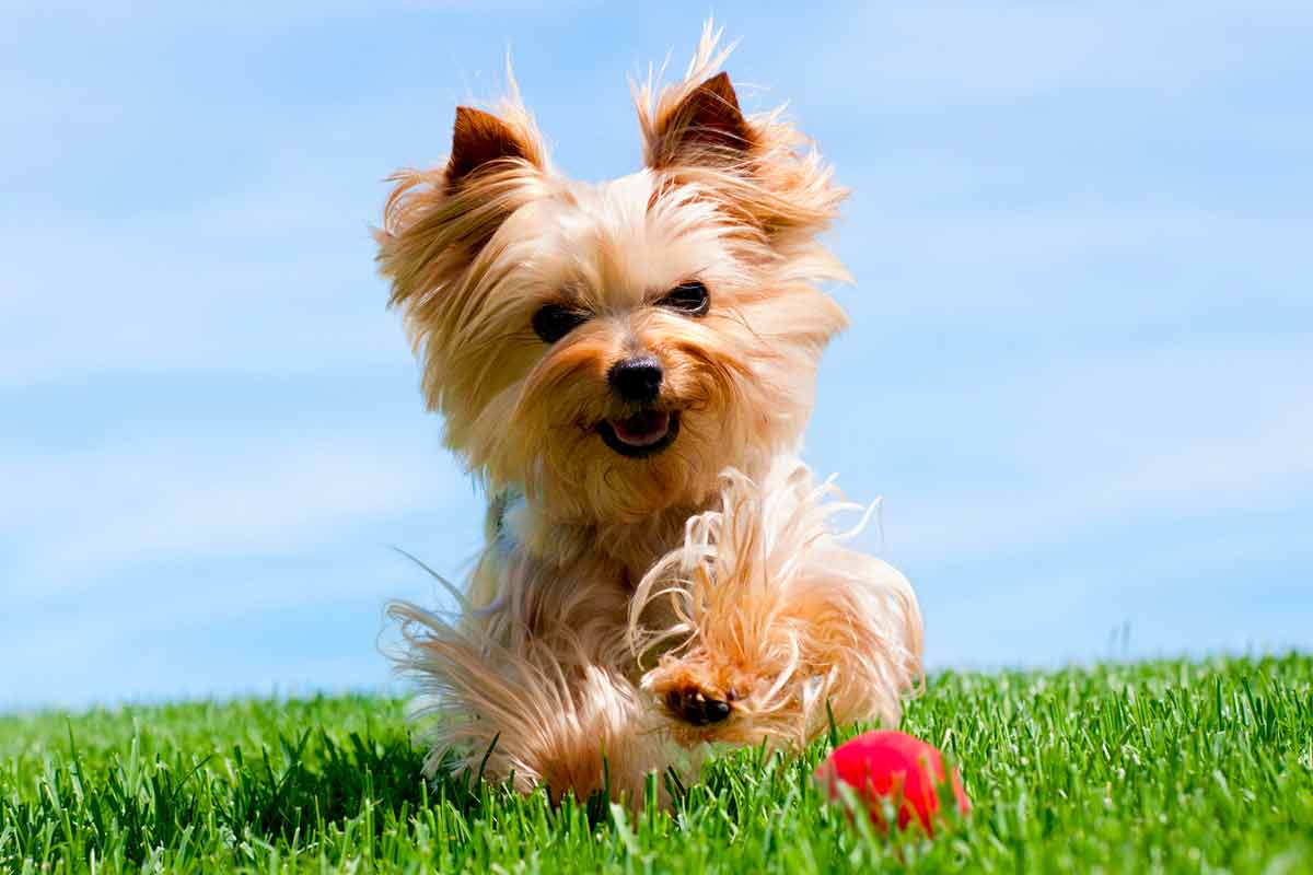 You got: Yorkshire Terrier! Rate These Guys and We’ll Give You a Cute Puppy to Adopt