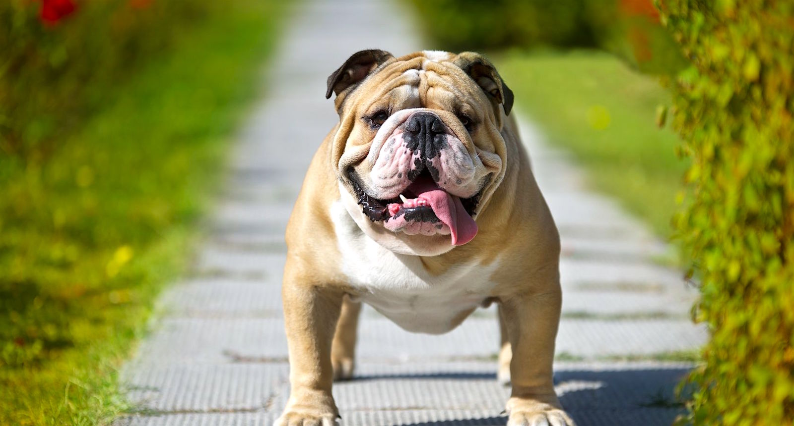 You got: Bulldog! Rate These Guys and We’ll Give You a Cute Puppy to Adopt