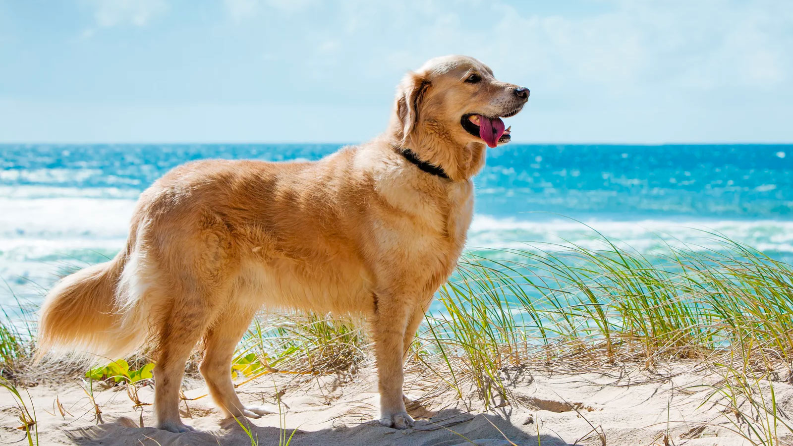 You got: Golden Retriever! 🌈 Eat a Meal of Rainbow Food, Salad and Yogurt and We’ll Tell You Which Puppy You Should Adopt 🐶