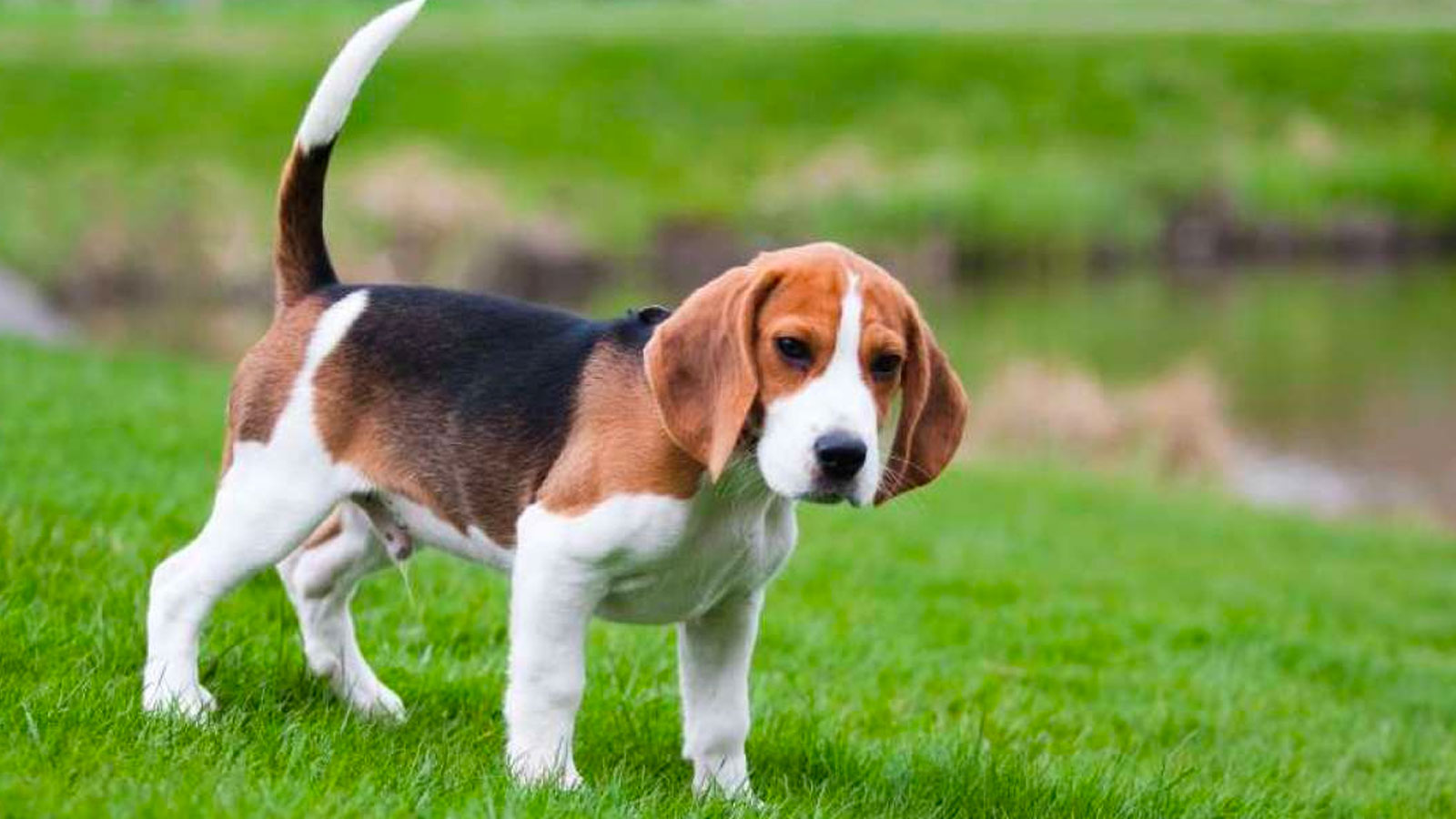 You got: Beagle! 🌈 Eat a Meal of Rainbow Food, Salad and Yogurt and We’ll Tell You Which Puppy You Should Adopt 🐶