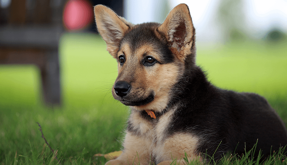 You got: German Shepherd! Rate These Guys and We’ll Give You a Cute Puppy to Adopt