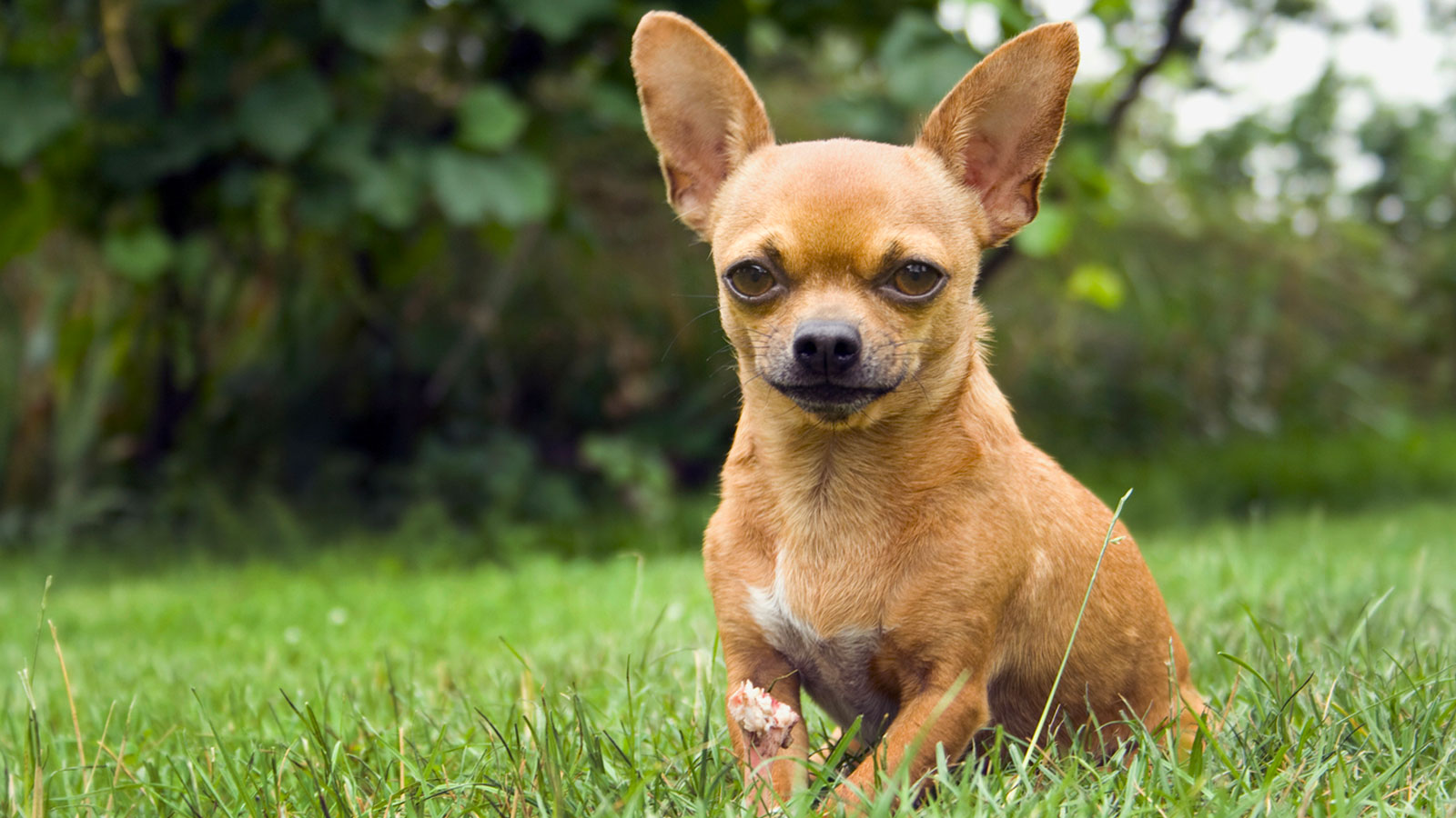 You got: Chihuahua! 🌈 Eat a Meal of Rainbow Food, Salad and Yogurt and We’ll Tell You Which Puppy You Should Adopt 🐶