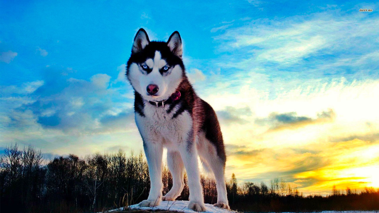 You got: Siberian Husky! Pick Some Female Celebs and We’ll Give You a Cute Puppy to Adopt