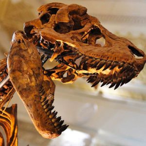 💸 Can You Waste $1 Billion In A Week? Quiz Dinosaur skull