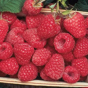 🍞 Make Some Toast and We’ll Reveal Your Best Quality Raspberries