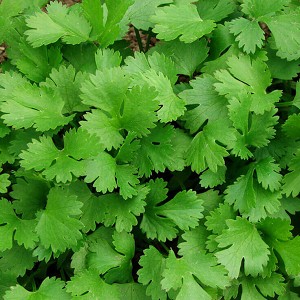 🍞 Make Some Toast and We’ll Reveal Your Best Quality Cilantro