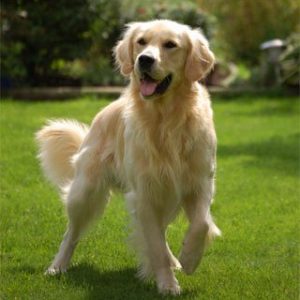 Answer 15 Impossible Questions To Know If You're More L… Quiz Your dream dog