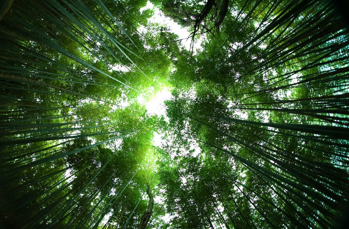 This Word Association Quiz Will Reveal If You're Introvert or Extrovert green forest