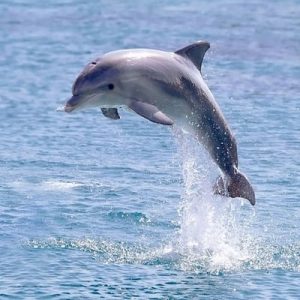 What Color Am I? Dolphin