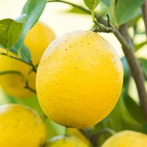 What Job Would You Have in a Restaurant Kitchen? Lemon