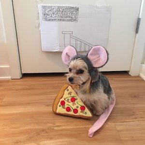 What Dog Breed Am I? 