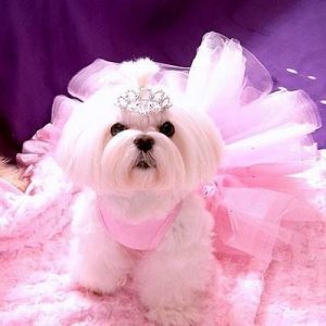 What Dog Breed Am I? 